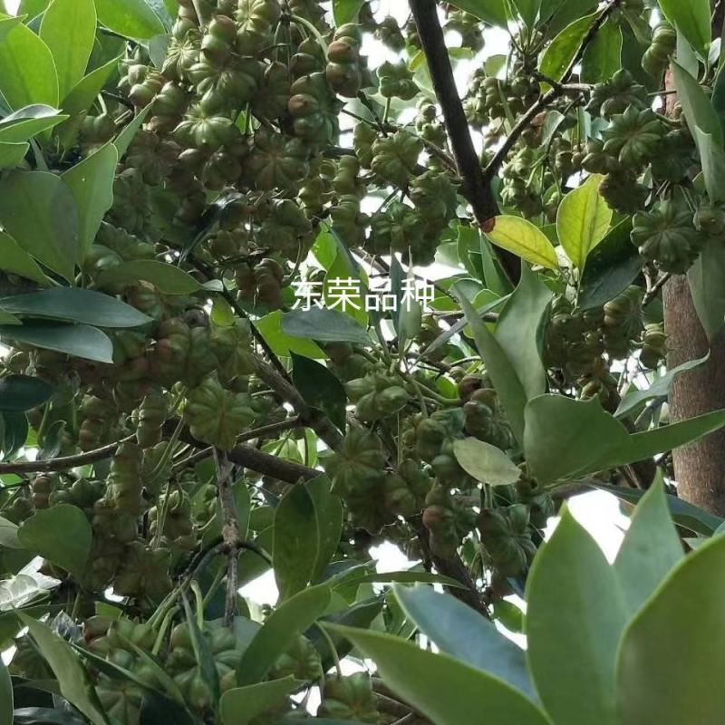 广西八角苗嫁接苗批发（东荣品种）大果头八角树苗