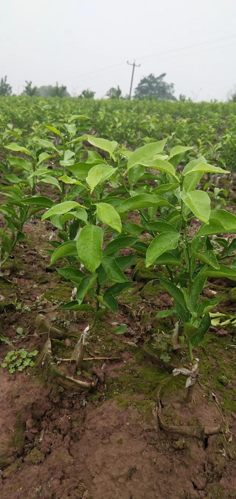 爱媛46号（阿蜜达）