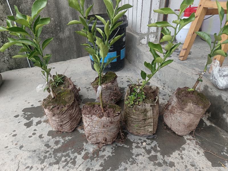 爱媛46号（阿蜜达）