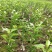 爱媛46号（阿蜜达）