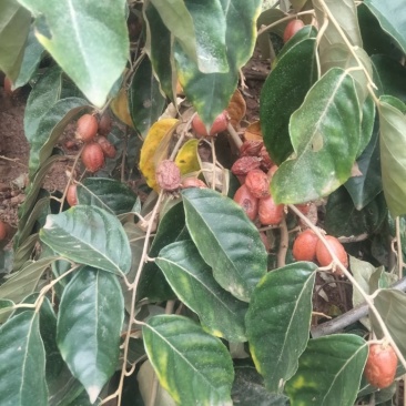 羊奶果小苗