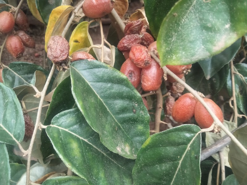 羊奶果小苗