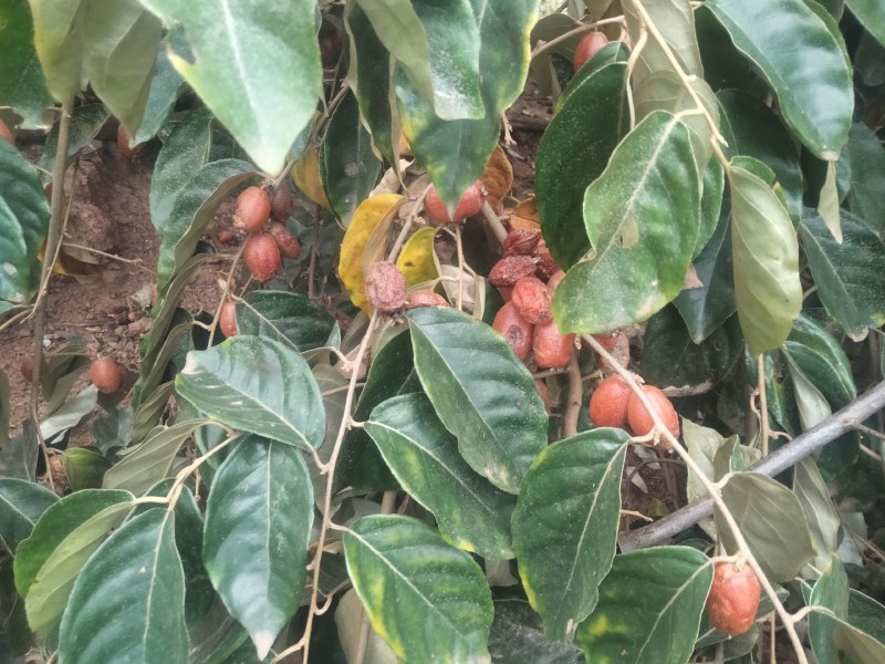 羊奶果小苗