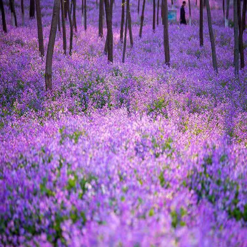 二月兰种子，二月兰花种子，盆栽花海景观绿化花卉种子批发种