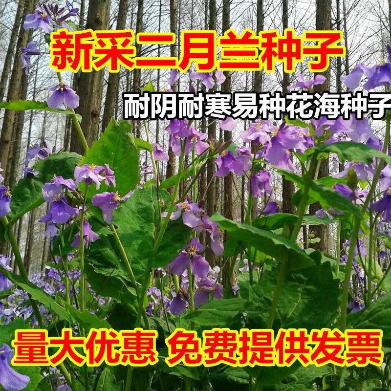 二月兰种子，二月兰花种子，盆栽花海景观绿化花卉种子批发种
