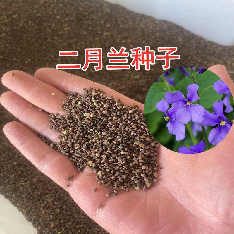 二月兰种子，二月兰花种子，盆栽花海景观绿化花卉种子批发种