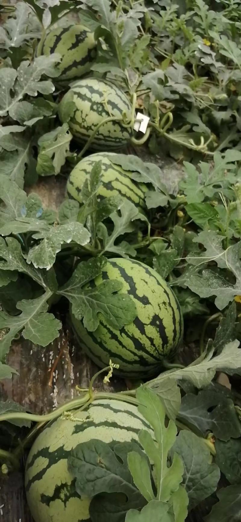 销售大批量太棚西瓜