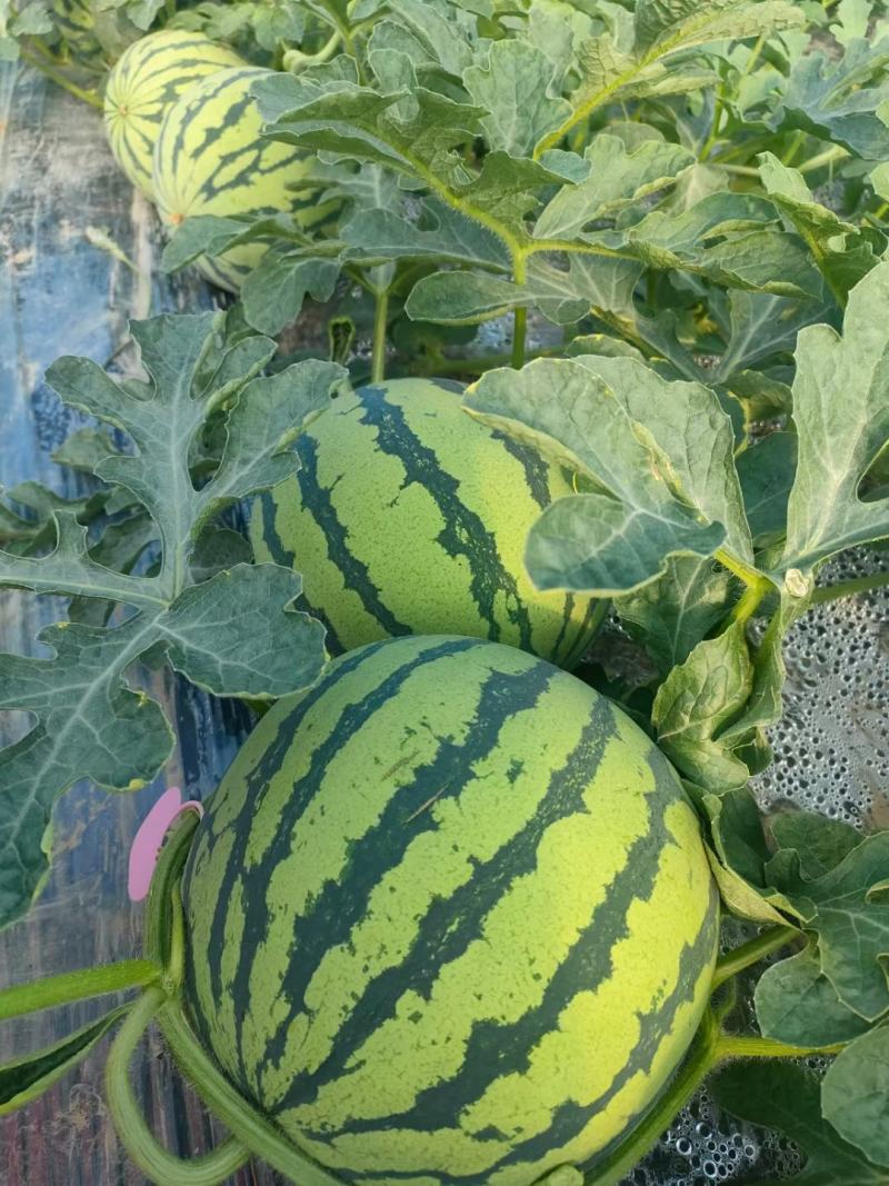 销售大批量太棚西瓜