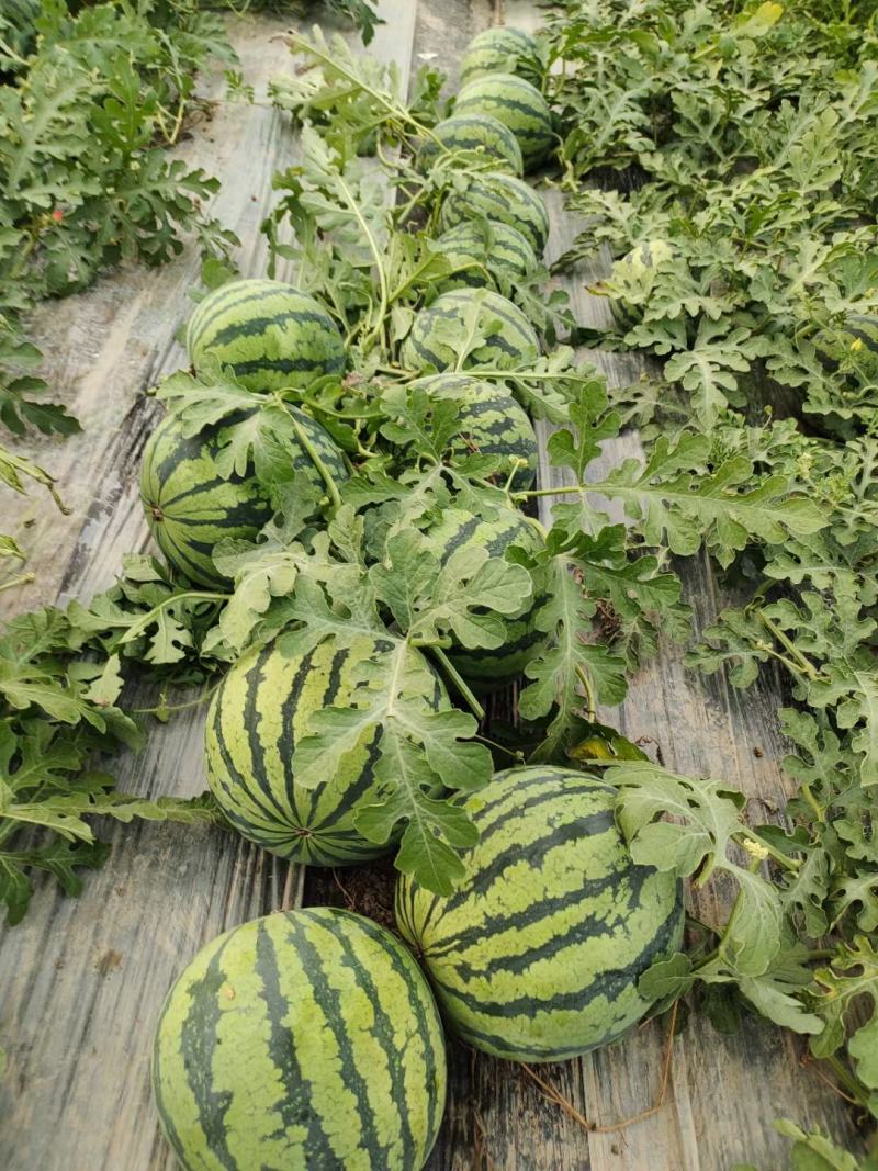 销售大批量太棚西瓜