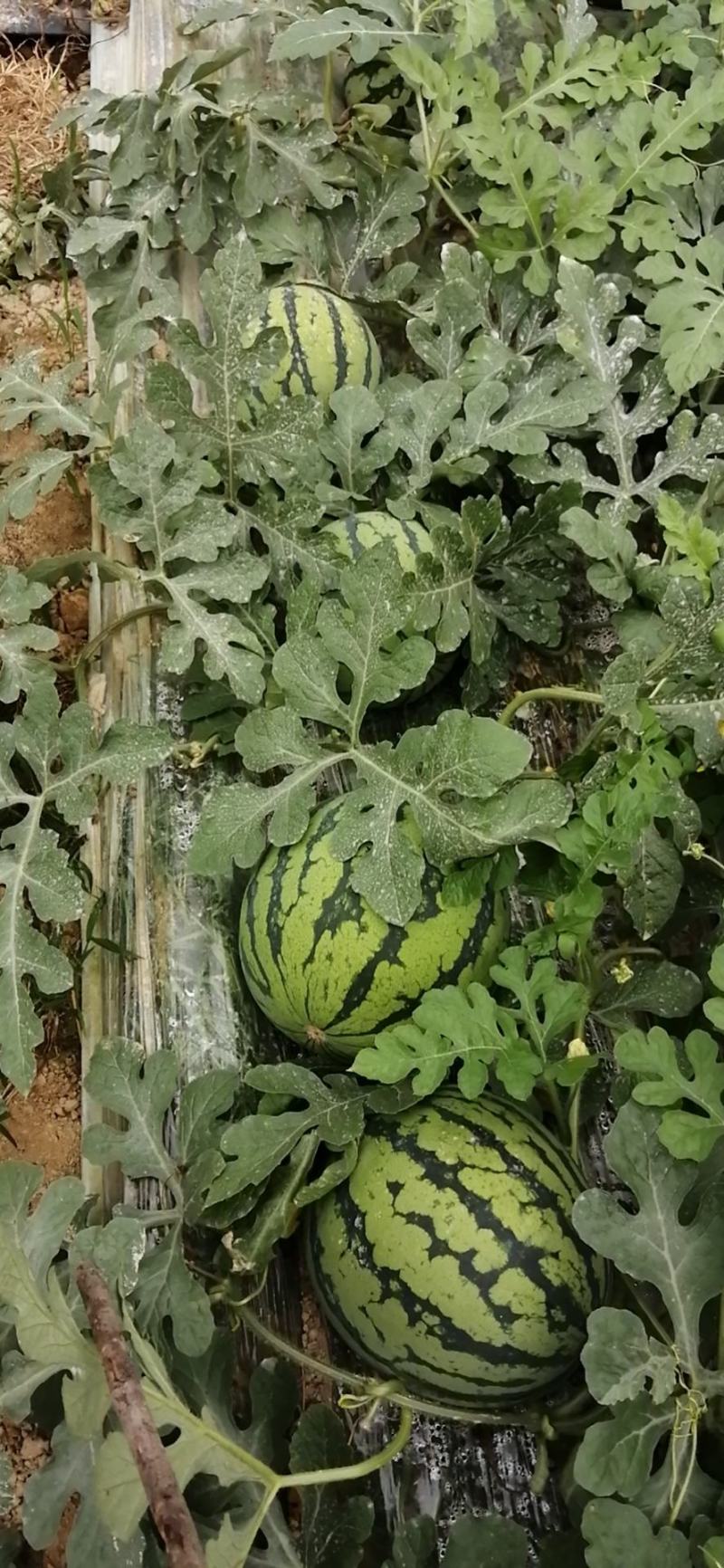 销售大批量太棚西瓜