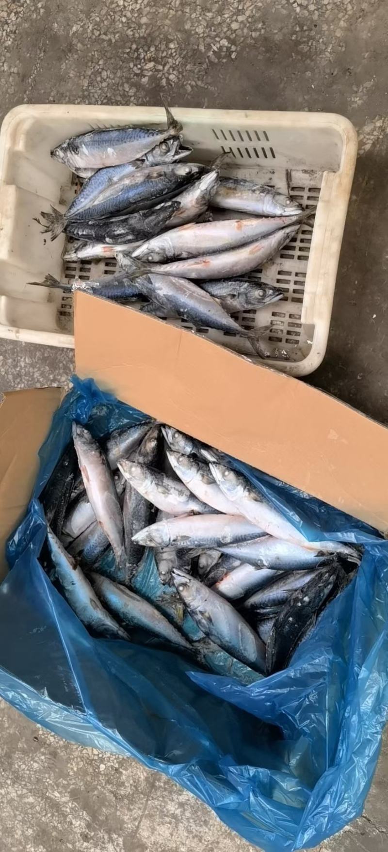 各种规格船冻鲐鲅鱼，青占鱼，大量有货，灯光船冻，拖网船冻