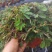含羞草