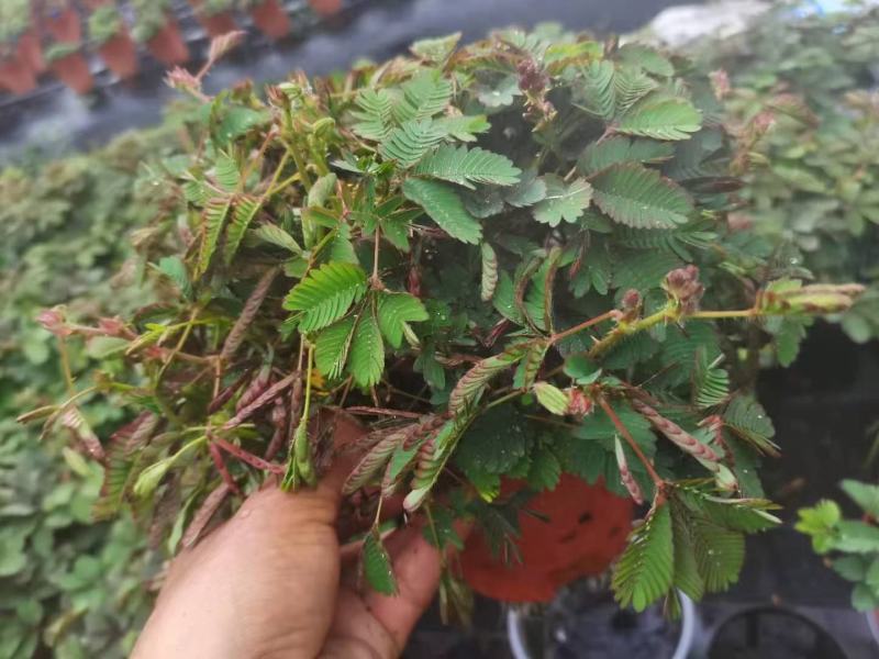 含羞草