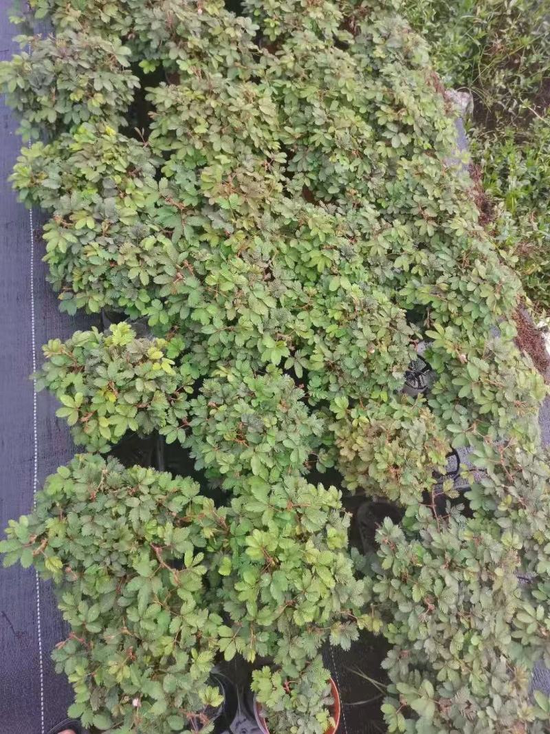 含羞草