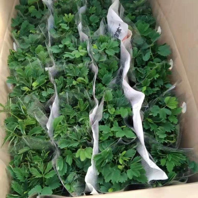 含羞草
