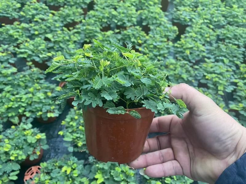 含羞草