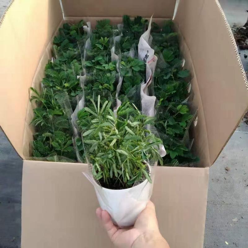 含羞草