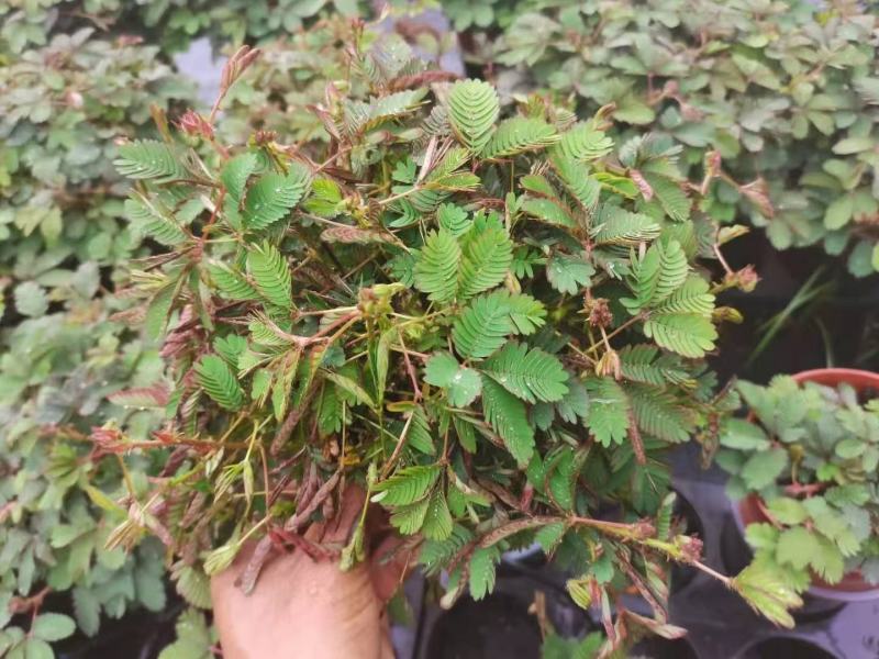 含羞草