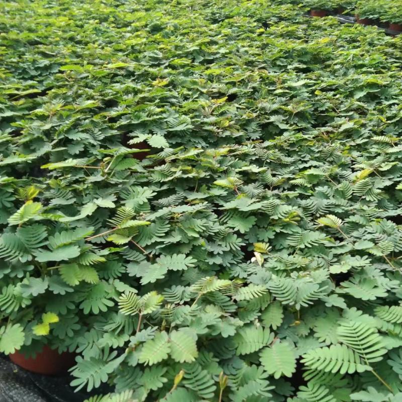 含羞草