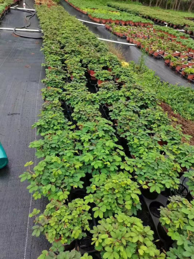含羞草