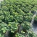 含羞草