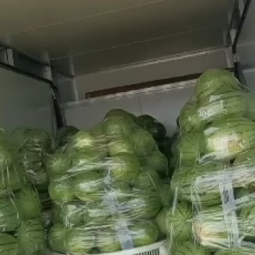 小西瓜大量有货