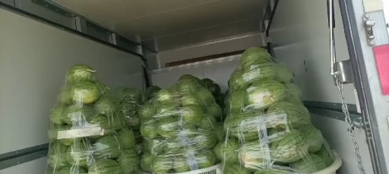 小西瓜大量有货