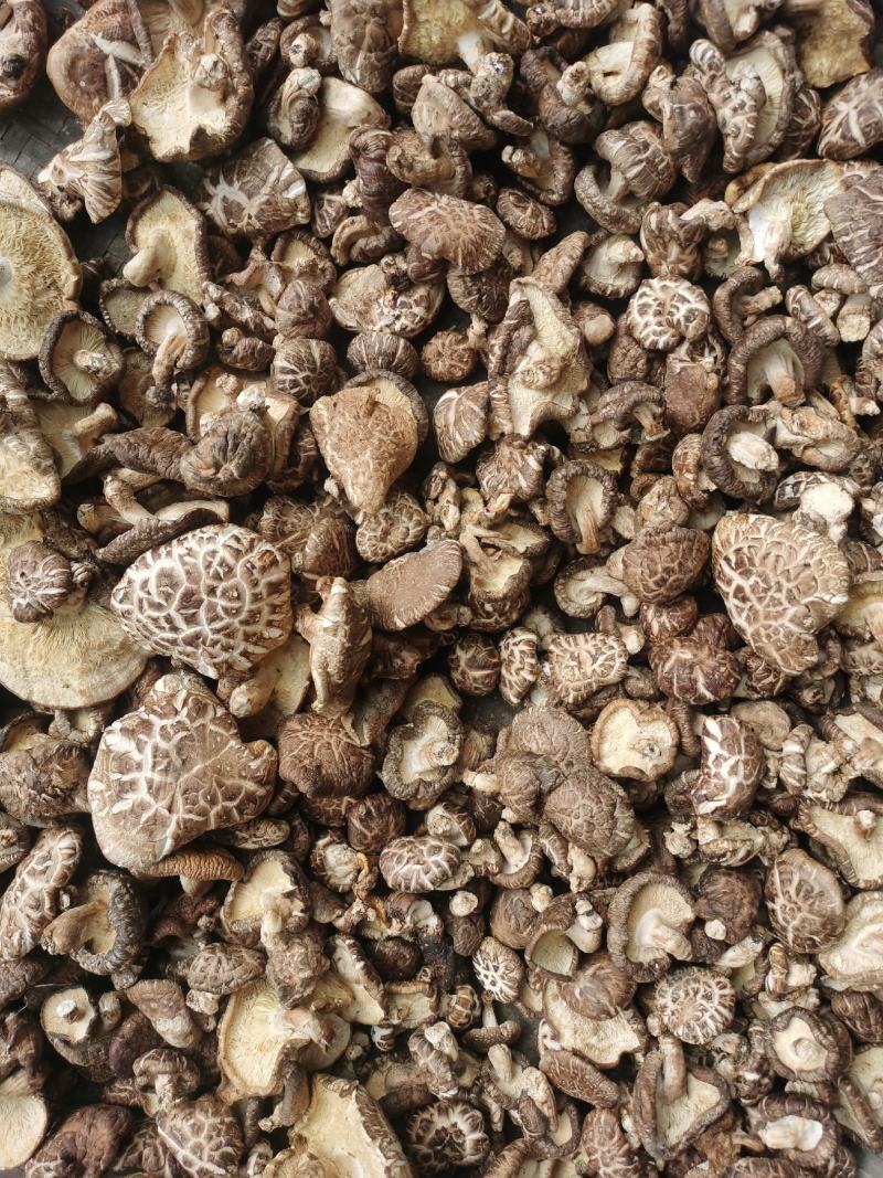 秦岭露天仿野生种植的秦岭野生椴木香菇，已晒干准备装袋