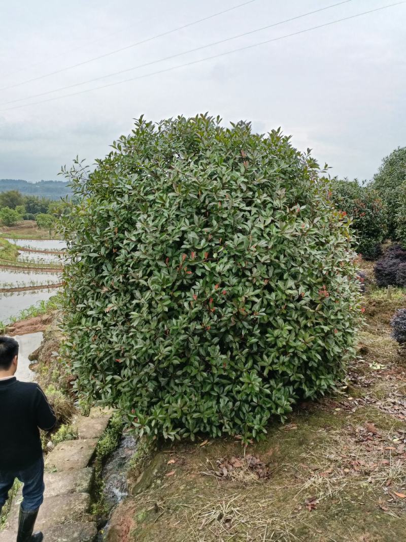 大量供应红叶石楠球80-350CM欢迎新老客户来电咨询