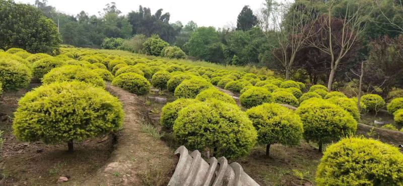 千层金球，基地直销，大量供应