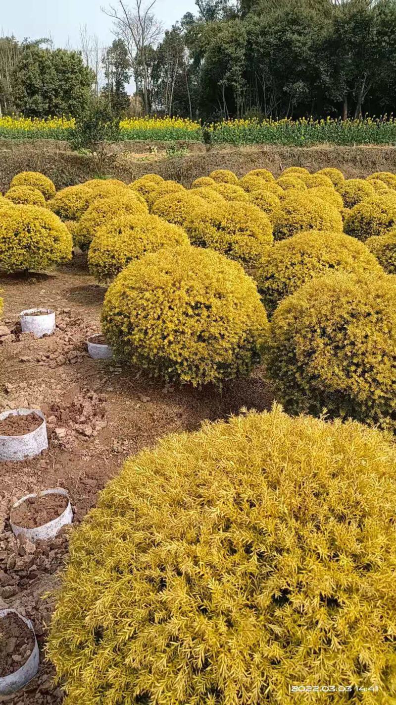 千层金球，基地直销，大量供应