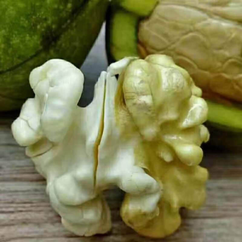 云南大理漾濞南涧青皮核桃批发，正在的产地直销