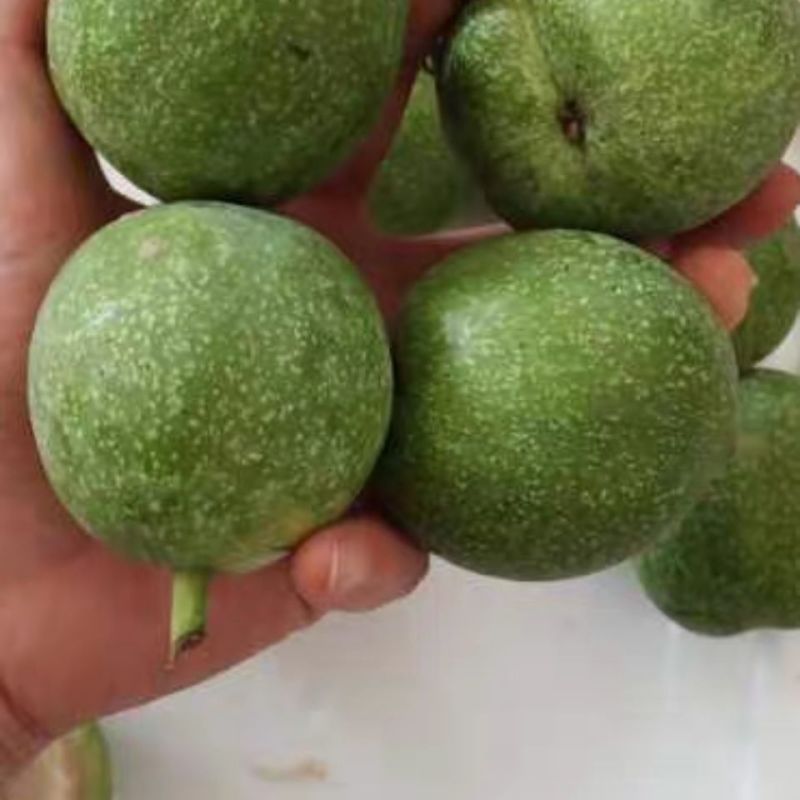云南大理漾濞南涧青皮核桃批发，正在的产地直销