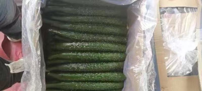 黄瓜量大从优商超直供欢迎咨询品质优良