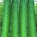 黄瓜量大从优商超直供欢迎咨询品质优良