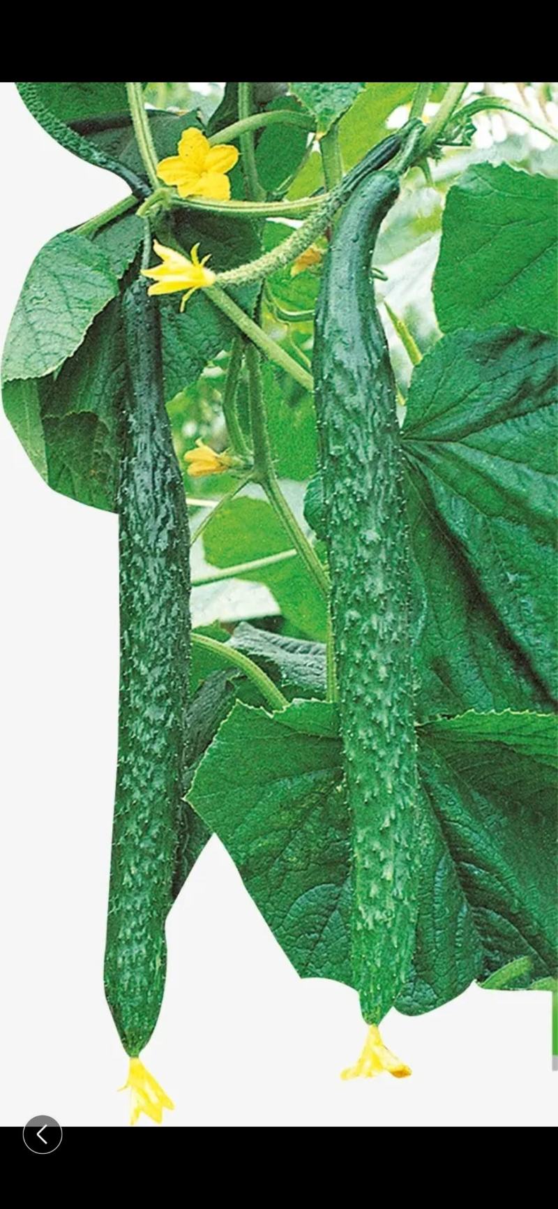 黄瓜量大从优商超直供欢迎咨询品质优良