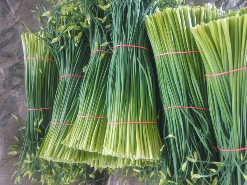 梁山精品韭苔大量上市了白跟质量好绿帽大量对接全国客商