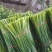 梁山精品韭苔大量上市了白跟质量好绿帽大量对接全国客商