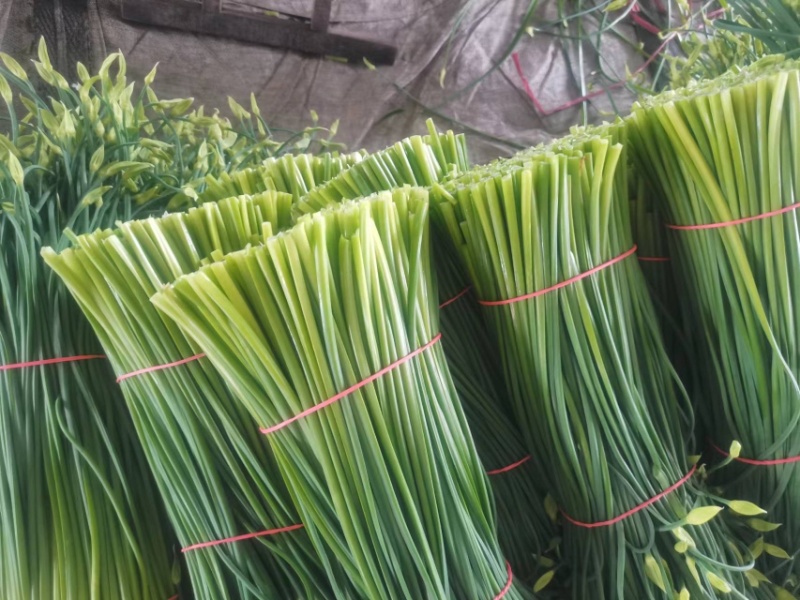 梁山精品韭苔大量上市了白跟质量好绿帽大量对接全国客商