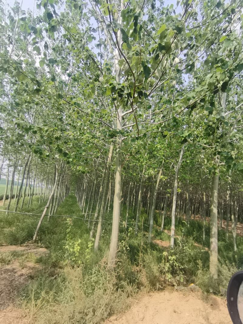 毛白杨