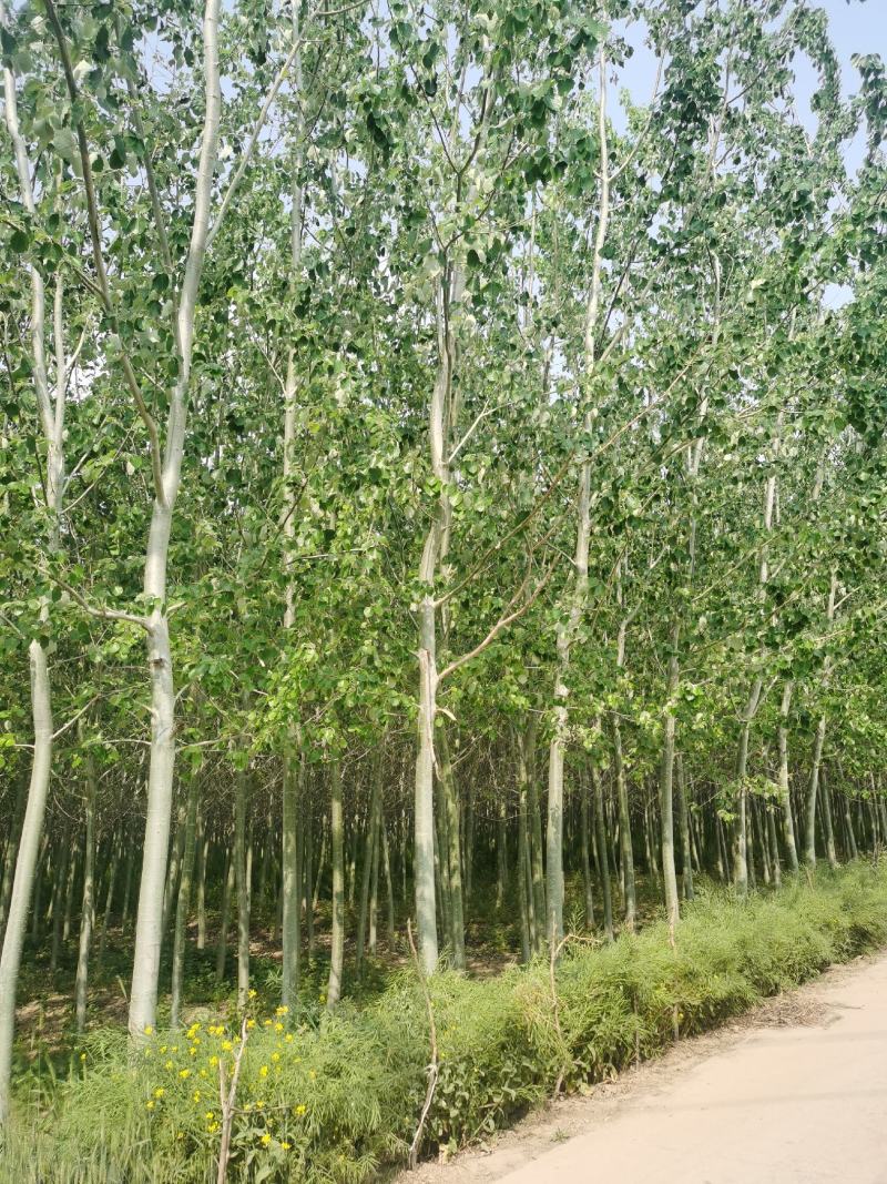 毛白杨