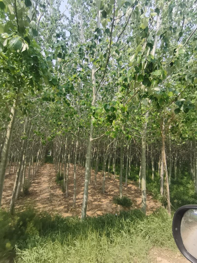 毛白杨