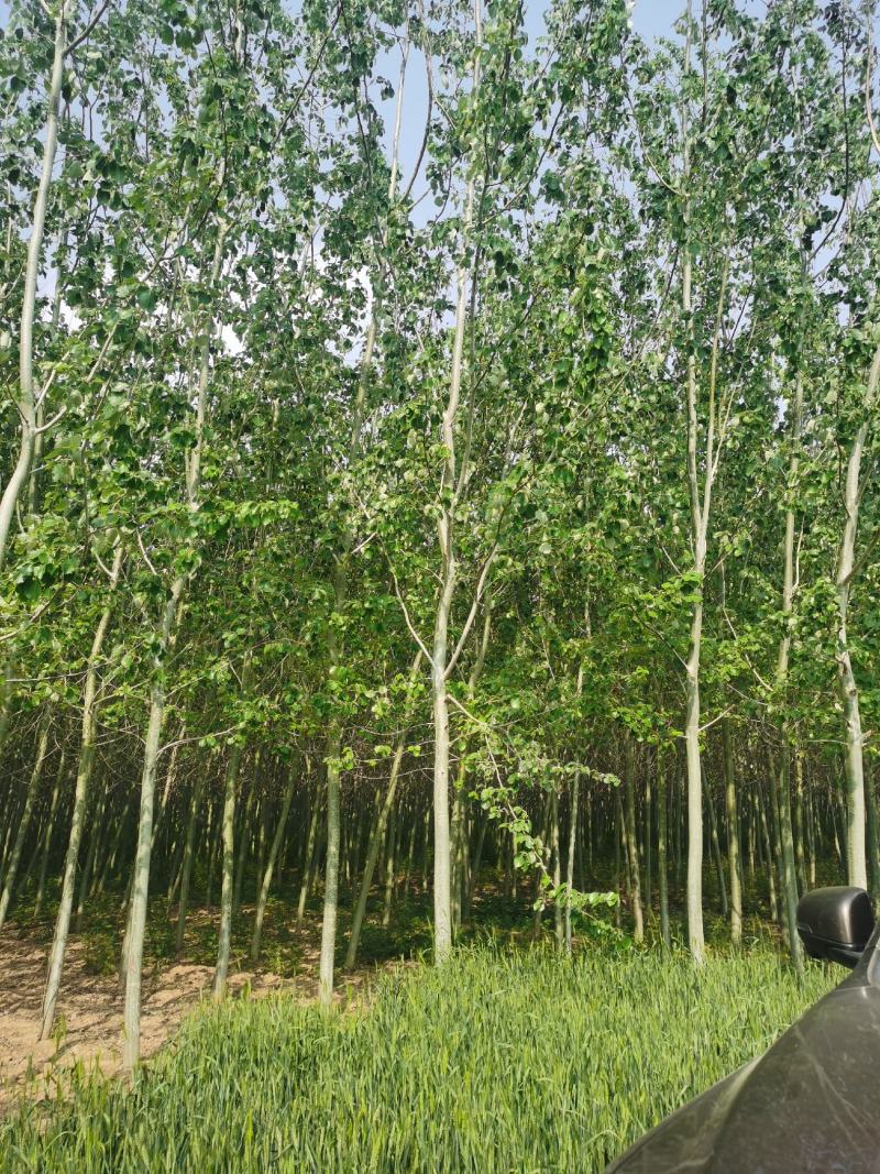 毛白杨