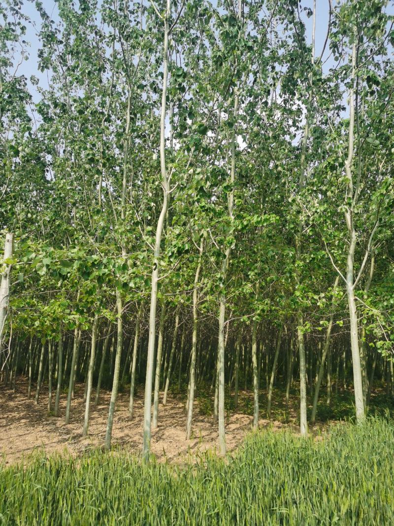 毛白杨