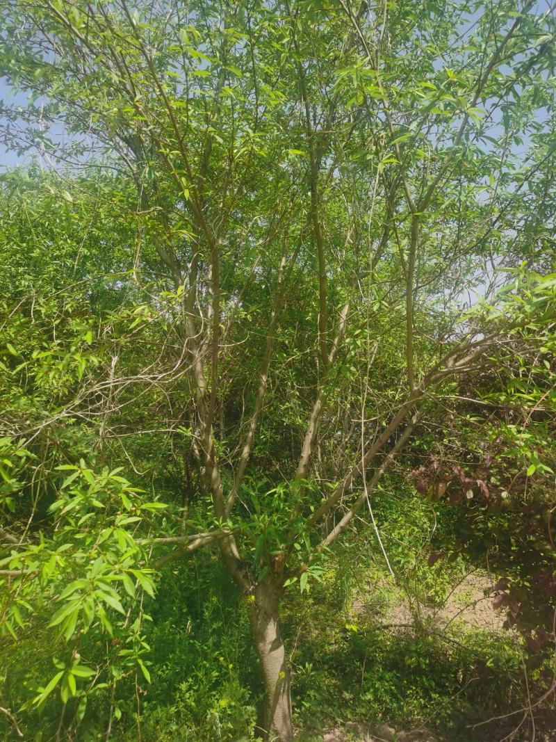 丛生金叶榆