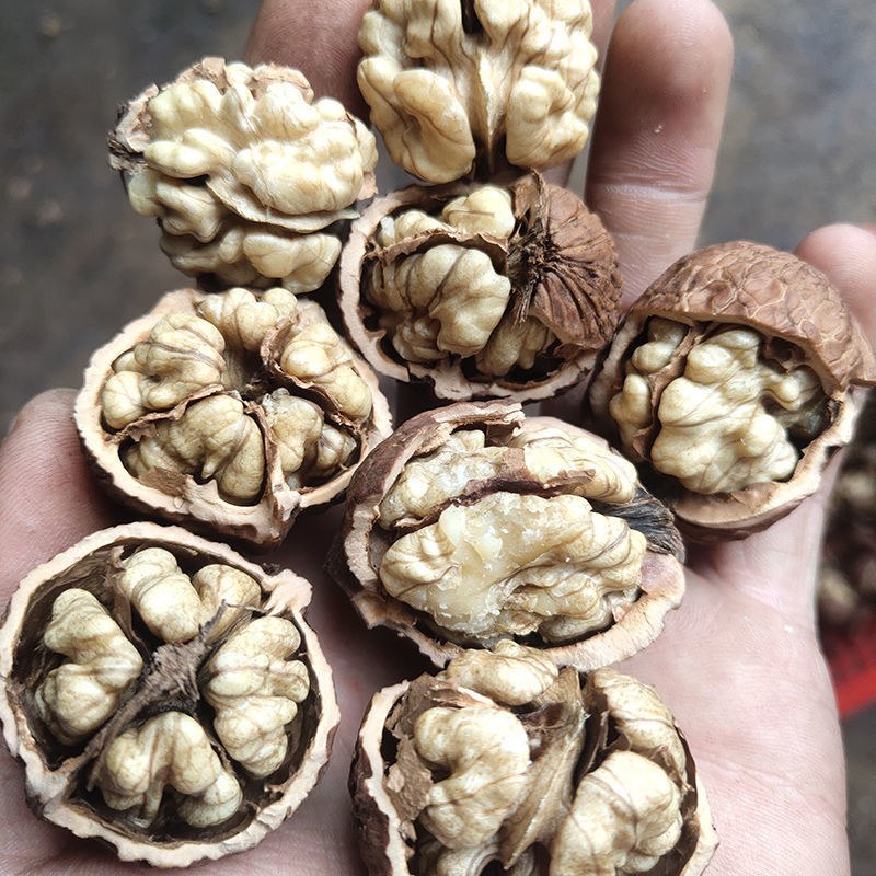 云南大理漾濞南涧无量山高山老树薄皮纸皮核桃批发（干核桃）