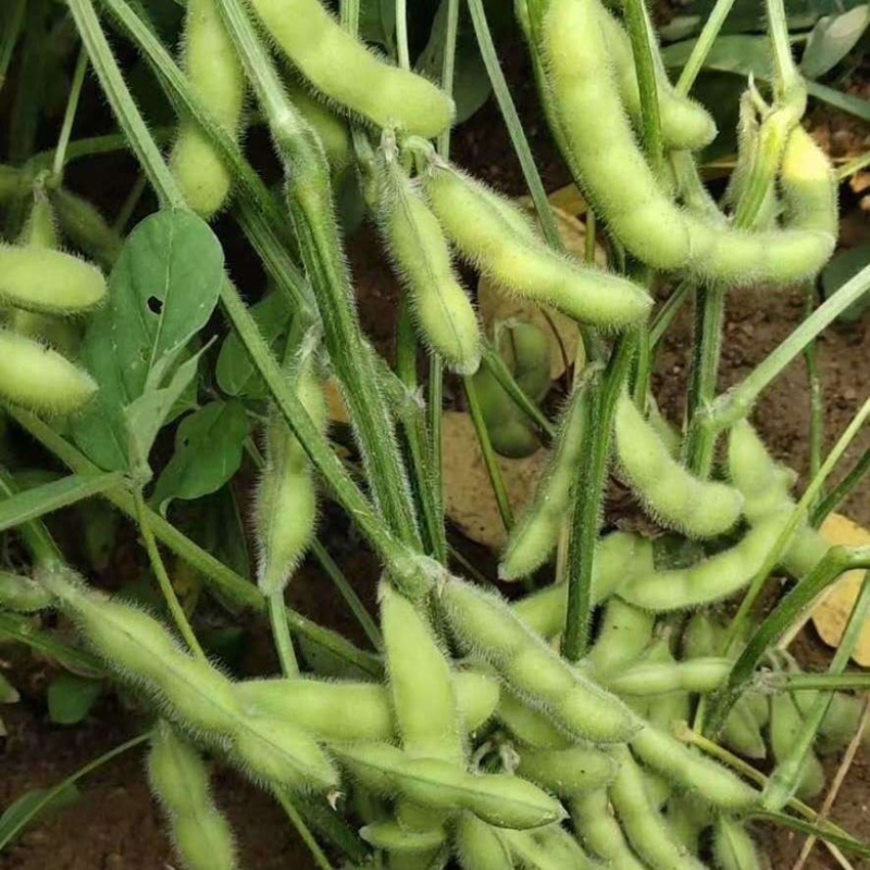 本地毛豆精品大青豆大量上市，产地直发一手货源可视屏看货