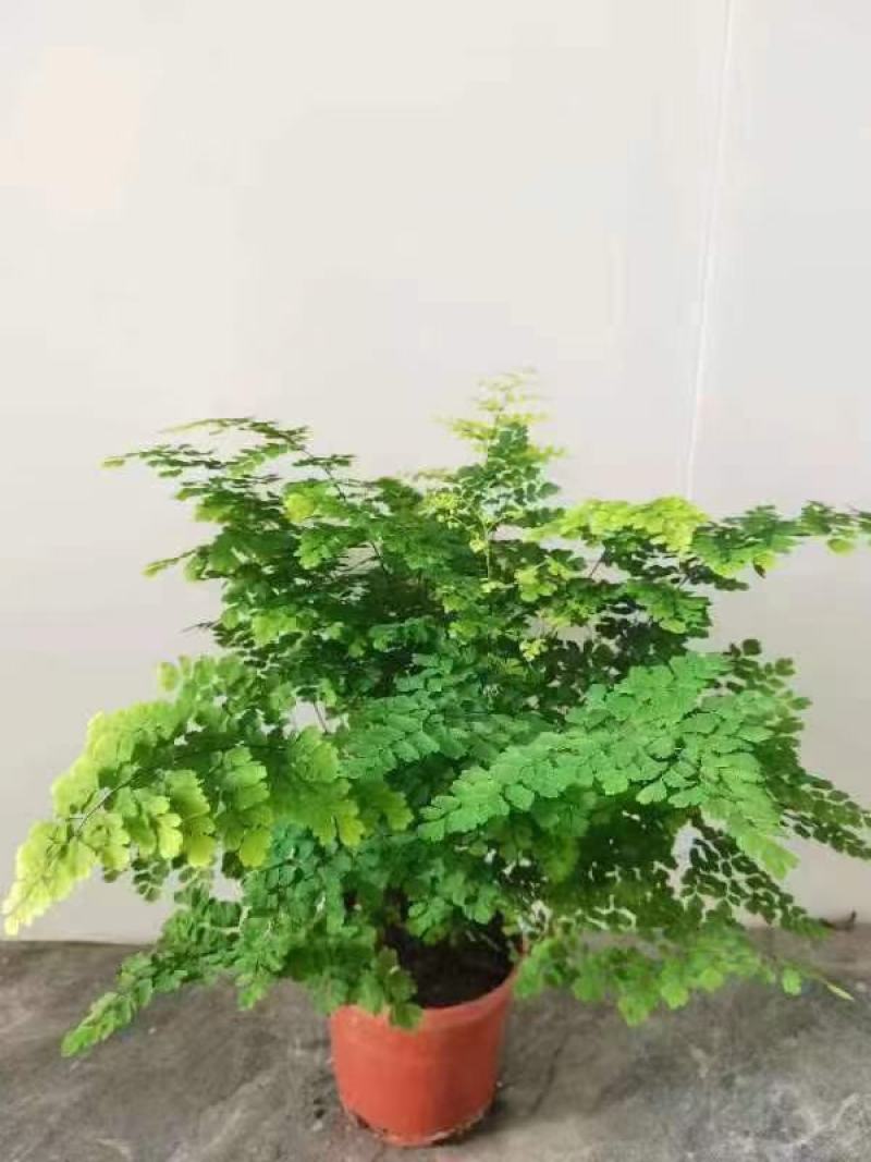 铁线蕨盆栽室内绿植大盆室内盆景好养活净化空气四季常青蕨类