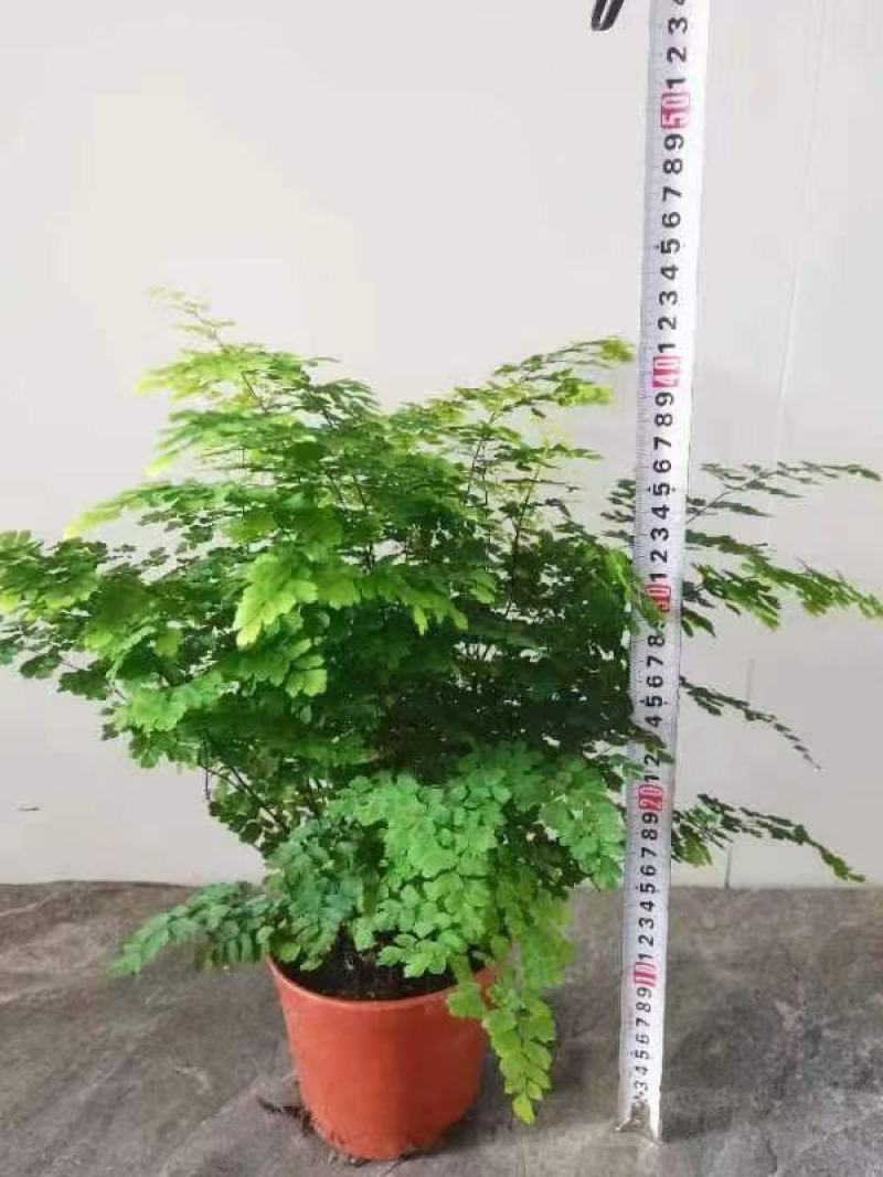 铁线蕨盆栽室内绿植大盆室内盆景好养活净化空气四季常青蕨类
