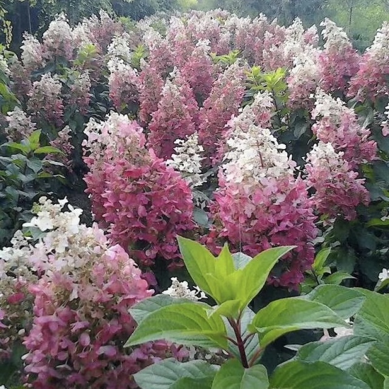 木绣球圆锥绣球绣球花规格齐全价格合理